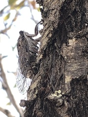 Cicada barbara