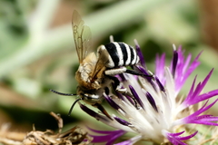 Amegilla quadrifasciata