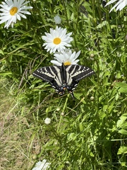 Papilio eurymedon