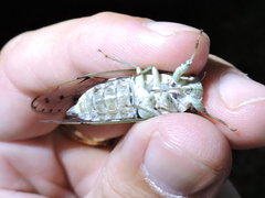 Neocicada hieroglyphica