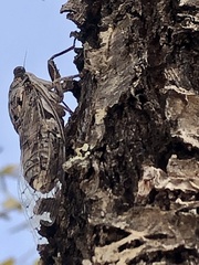 Cicada barbara