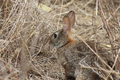 Sylvilagus graysoni
