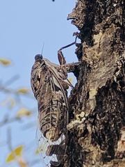 Cicada barbara