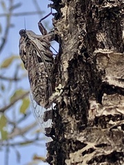 Cicada barbara