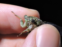 Neocicada hieroglyphica