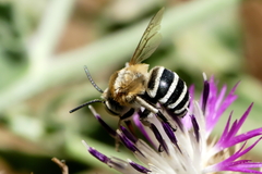 Amegilla quadrifasciata