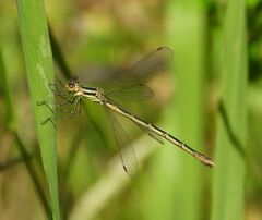 Lestes unguiculatus
