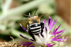 Amegilla quadrifasciata