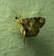 Pantographa