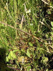 Drosera intermedia