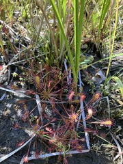 Drosera intermedia