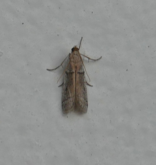 Phycitodes mucidella