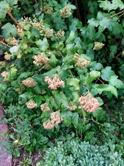 Physocarpus opulifolius
