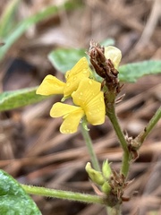Rhynchosia tomentosa