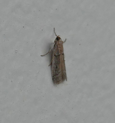 Phycitodes mucidella