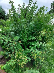 Physocarpus opulifolius
