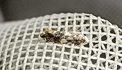 Eschatotypa derogatella