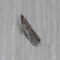 Phycitodes mucidella