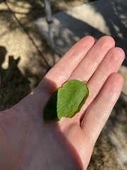 Zanthoxylum clava-herculis