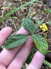 Rhynchosia tomentosa