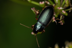 Ophonus laticollis