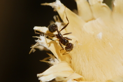 Messor barbarus
