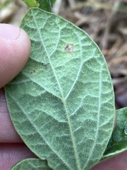 Rhynchosia tomentosa