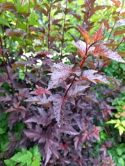 Physocarpus opulifolius