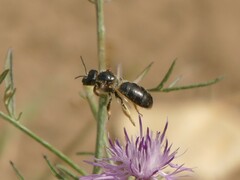 Halictus quadricinctus