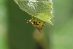 Conura amoena