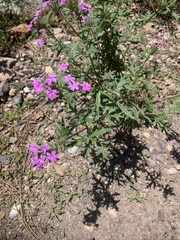Glandularia chiricahensis