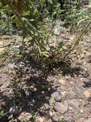 Glandularia chiricahensis