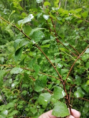 Betula humilis