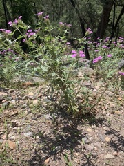 Glandularia chiricahensis