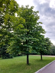 Aesculus hippocastanum