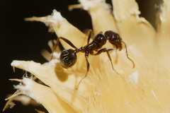 Messor barbarus