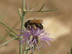 Halictus quadricinctus