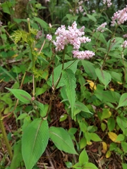 Koenigia campanulata