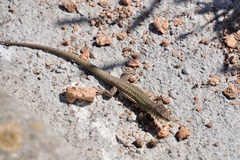 Podarcis carbonelli berlengensis