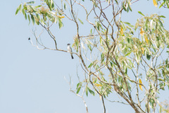 Xenopsaris albinucha albinucha