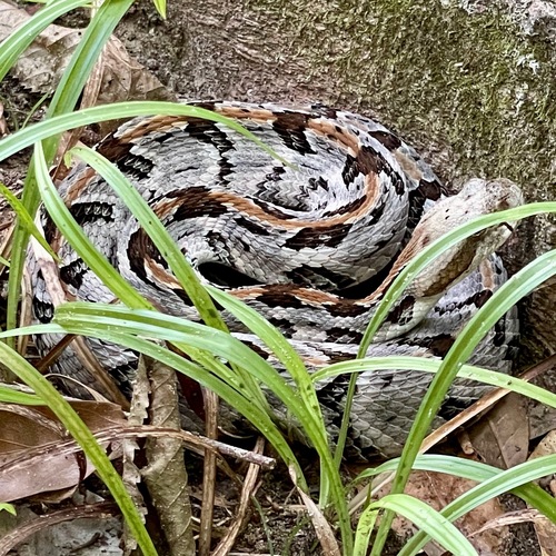 Timber Rattlesnake photographed in Alabama
