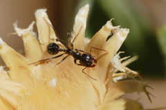 Messor barbarus