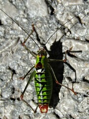 Poecilimon thoracicus