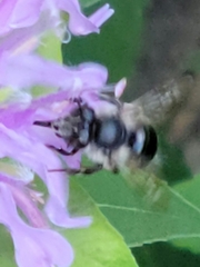 Anthophora terminalis