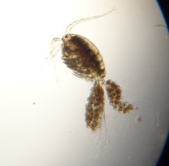 Mesocyclops