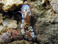 Goniobranchus hintuanensis