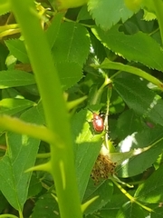Merhynchites bicolor