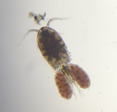 Cyclopidae