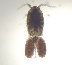 Cyclopidae