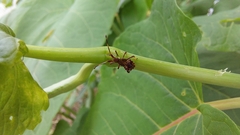 Coreus marginatus